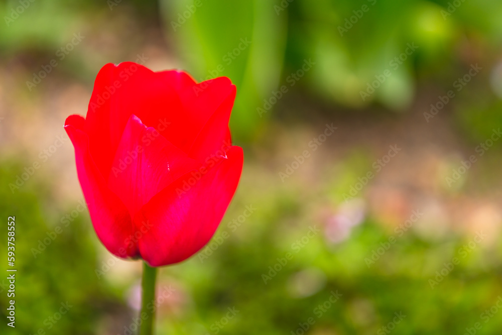 Tulpen Tulpen