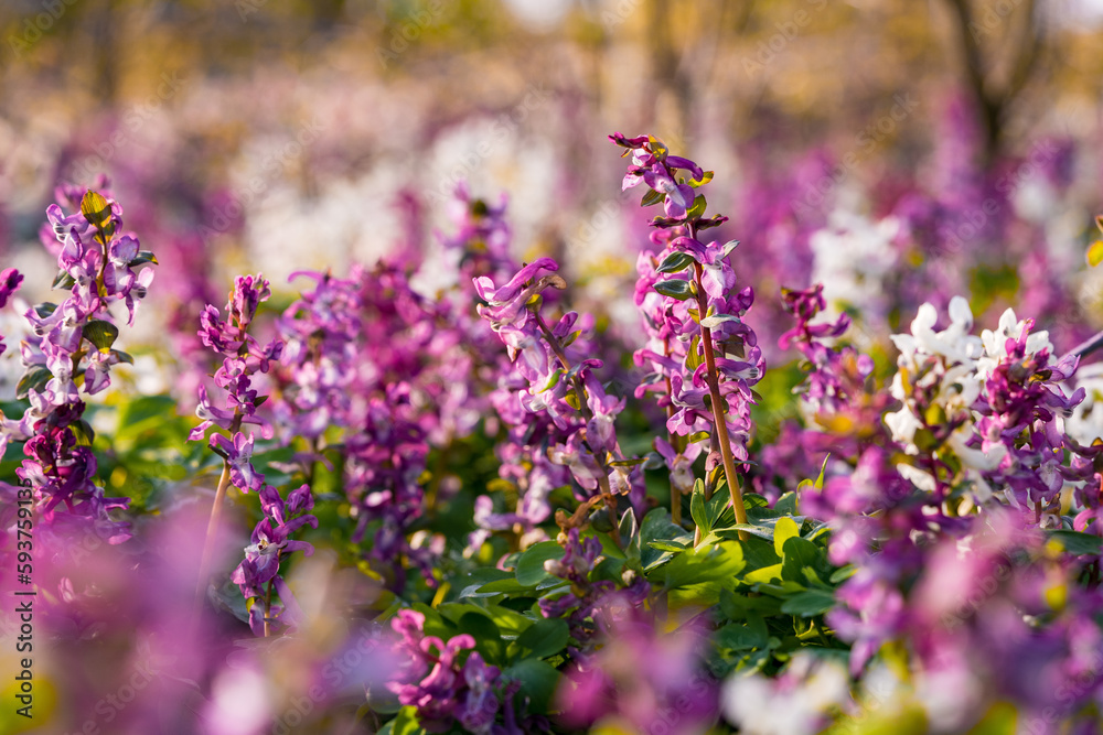 Lila und weißer Lerchensporn (Corydalis cashmeriana) in der Frühlingssonne Lila und weißer Lerchensporn (Corydalis cashmeriana) in der Frühlingssonne