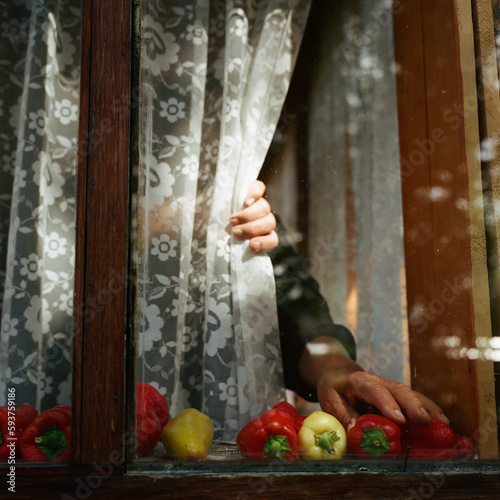 Old hands put  vegetables on the windowsill photo
