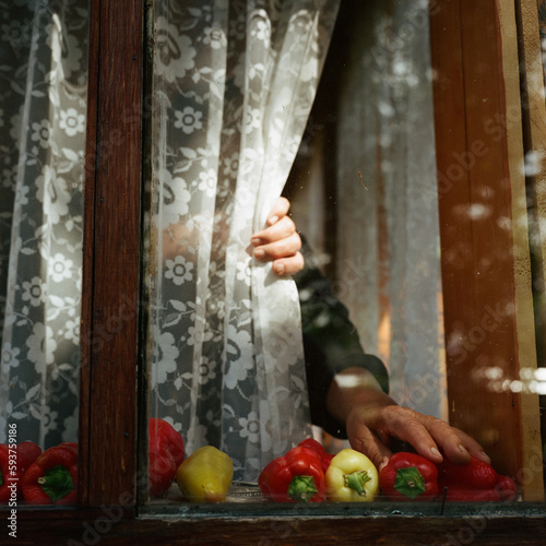 Old hands put  vegetables on the windowsill