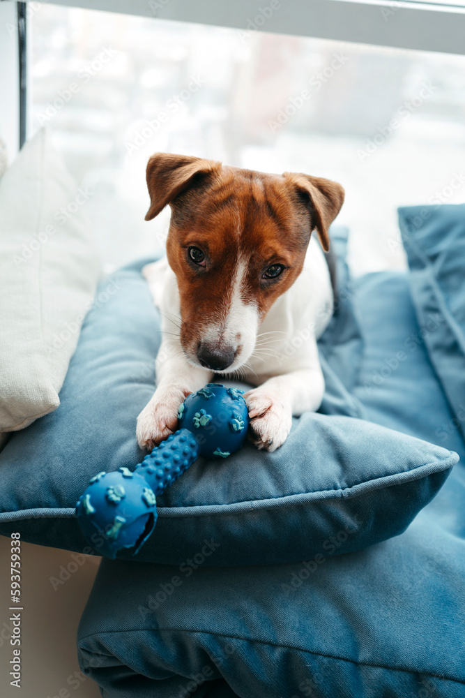 Cute dog gnawing on dog toy.