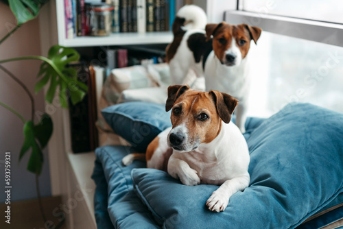 Two dogs relaxing together at home.