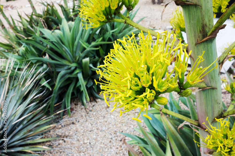 Obraz premium Agave Inflorescence close up