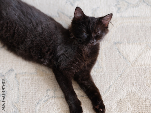 Black kitten laying on a carpet photo