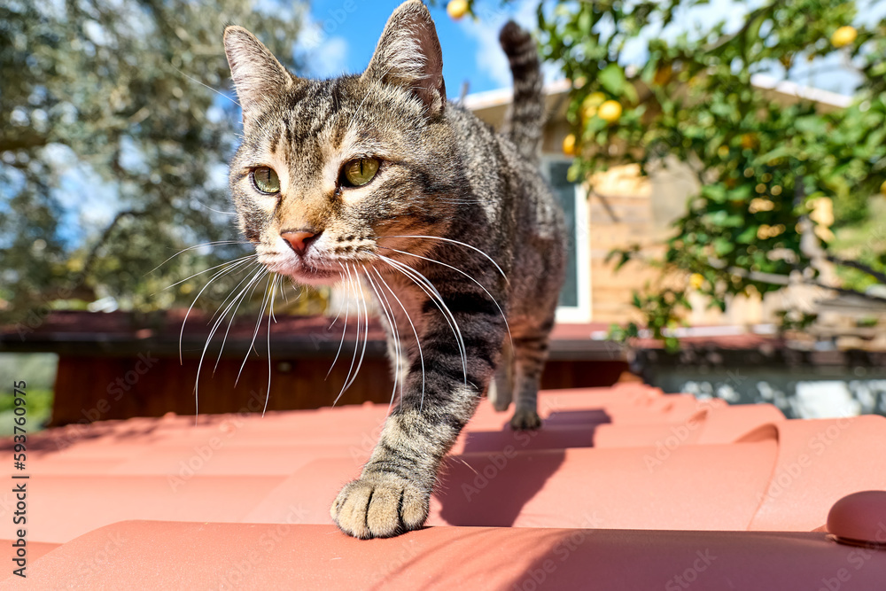 Obraz premium Cute tabby cat walking on the roof. Funny striped kitten outdoor. Animals theme.
