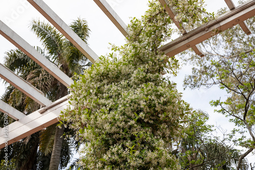 Landscaping. Closeup view of Trachelospermum jasminoides, also known as star jasmine, green leaves and white flowers growing along the garden gallery.