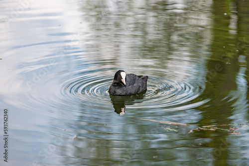 ptak wodny łyska pływający w wodzie