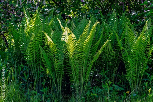 Ostrich fern (Matteuccia struthiopteris ) native plant from the Eastern American woodlands photo