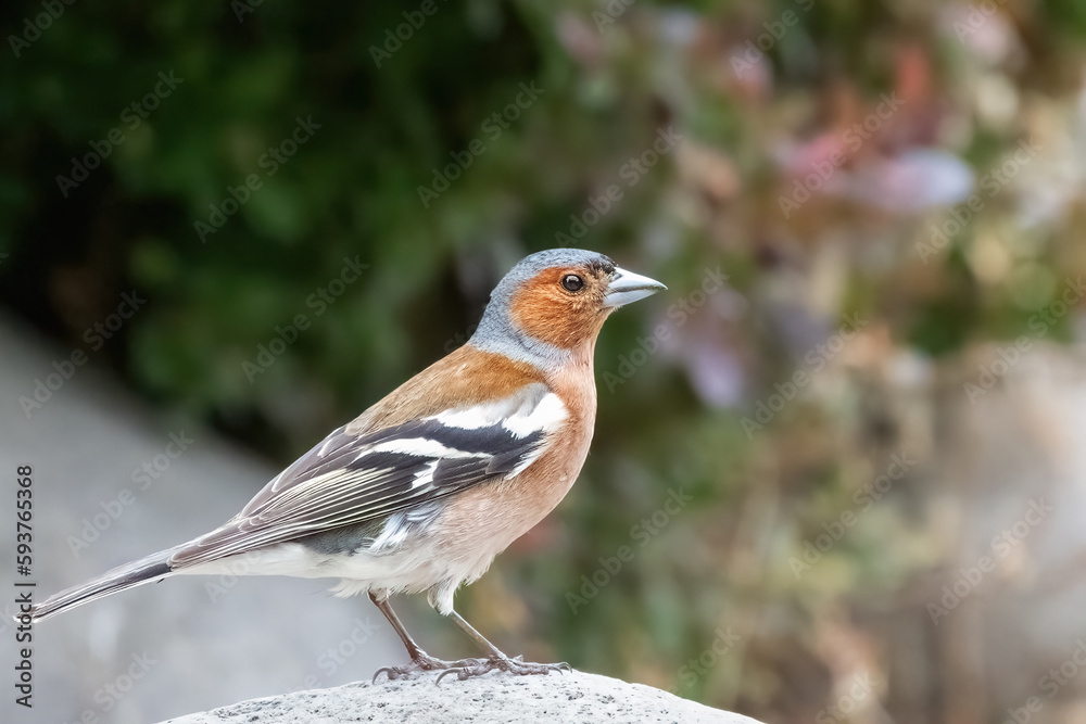 Male Common chaffinch or Fringilla coelebs small passerine bird in the finch family, breeding season in the garden Male Common chaffinch or Fringilla coelebs small passerine bird in the finch family, breeding season in the garden