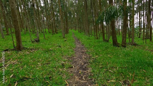 green forest in the morning