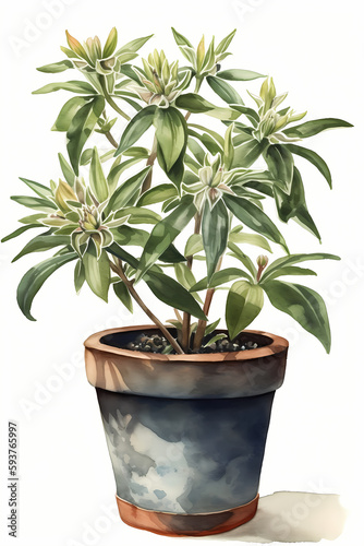 Botanical Watercolor Illustration of Star Anise in Pot. Generative AI