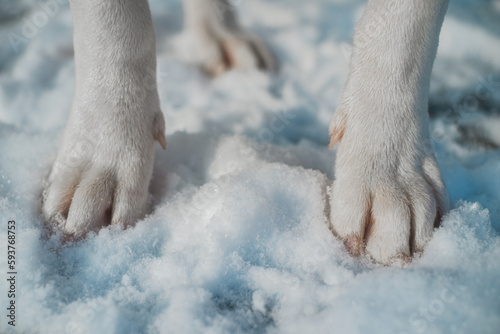 Cute White Dog Paws In Winter Snow photo