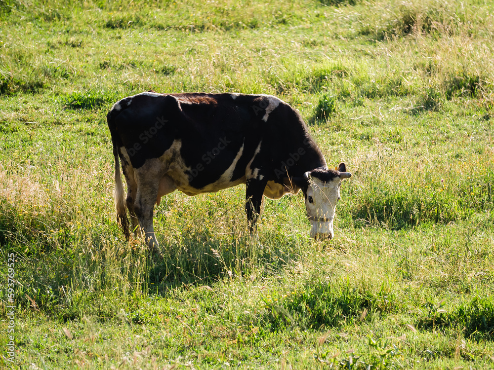 Dairy cow on summer pasture - Dairy cattle concept Dairy cow on summer pasture - Dairy cattle concept