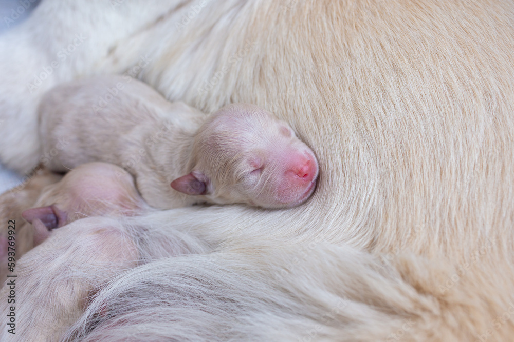 Newborn golden retriever puppy detail closeup pet