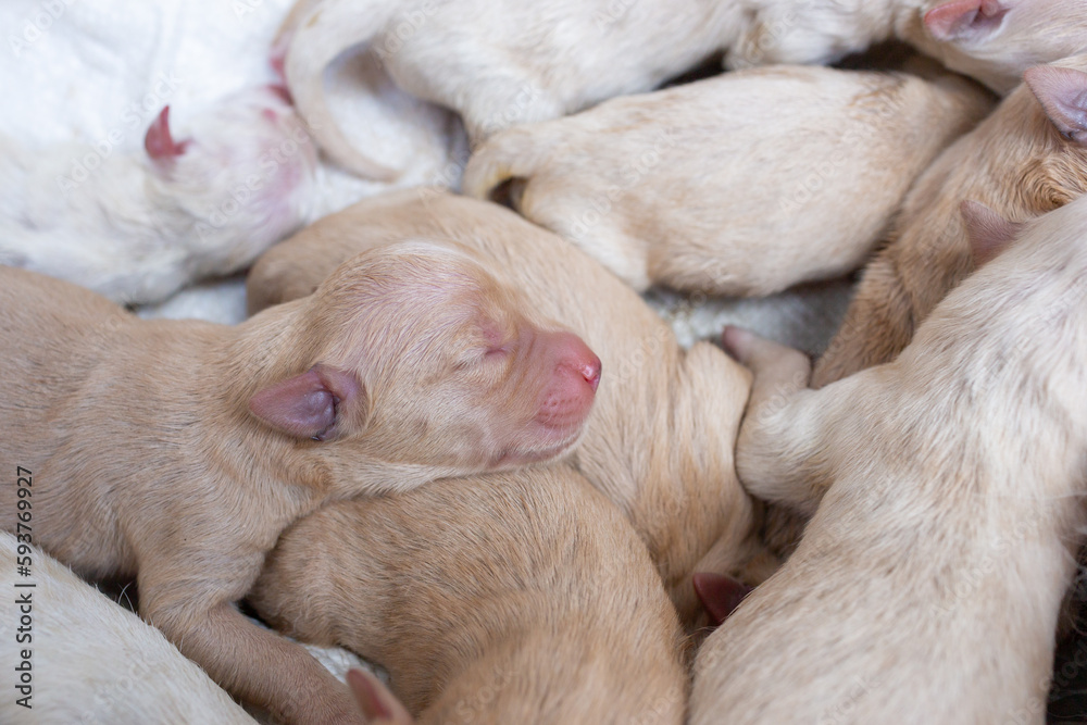 Newborn golden retriever puppy detail closeup pet Newborn golden retriever puppy detail closeup pet