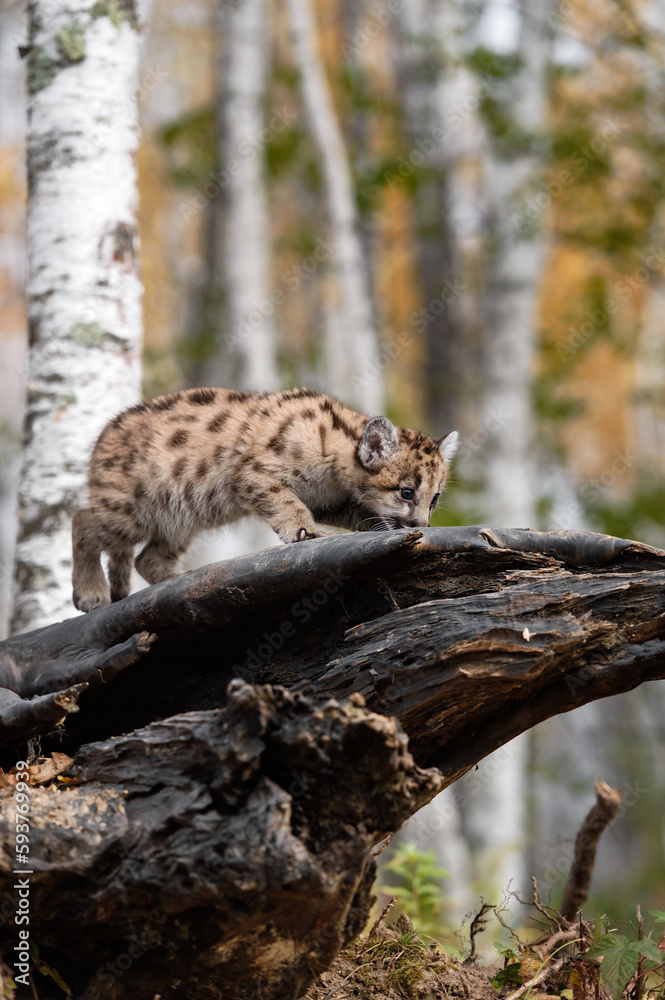 Fototapeta premium Cougar Kitten (Puma concolor) Steps Out on Log Nose Down Autumn