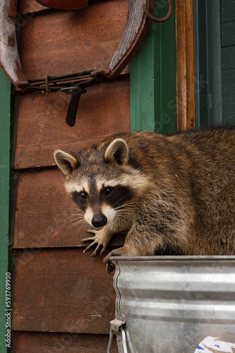Raccoon (Procyon lotor) On Trash Can Turns Paw on Building