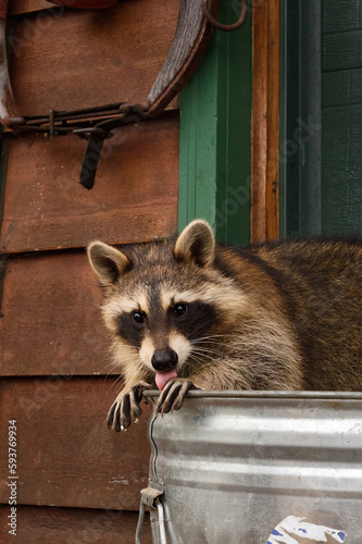 Raccoon (Procyon lotor) On Trash Can Licks Out While Looking Out