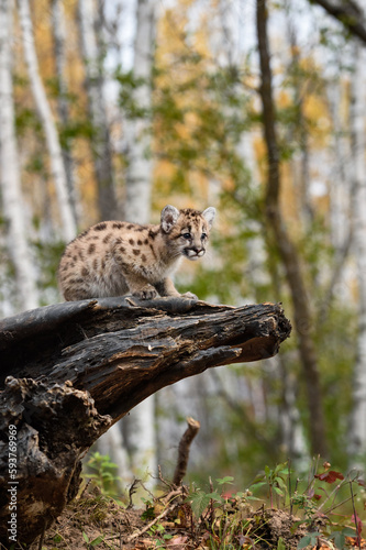 Cougar Kitten (Puma concolor) Sits on End of Log Looking Right Autumn