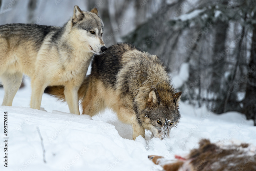 Wolves (Canis lupus) Walk Up to Body of Deer Winter