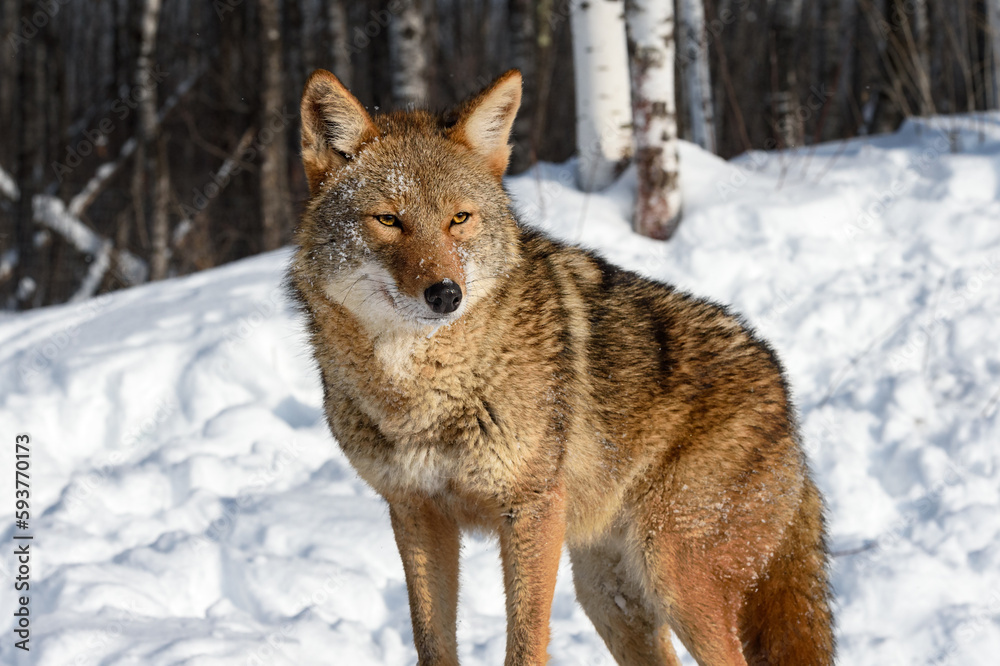 Coyote (Canis latrans) Stands Looking Out Forest Behind Winter Coyote (Canis latrans) Stands Looking Out Forest Behind Winter