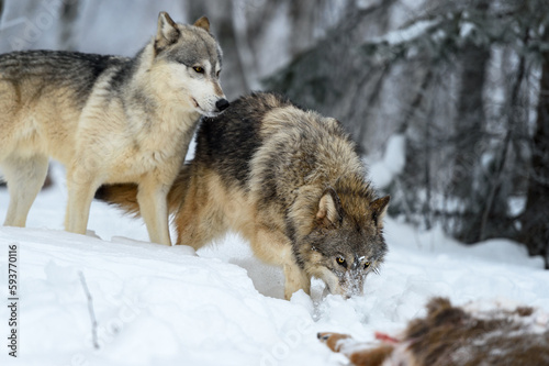 Wolves (Canis lupus) Walk Up to Body of Deer Winter © hkuchera