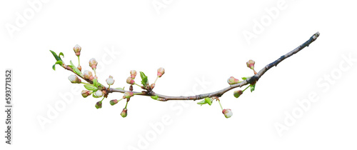 Cherry buds on branch isolated on white background. Cherry flowers in spring close-up. Spring cherry blossom. Element for design.