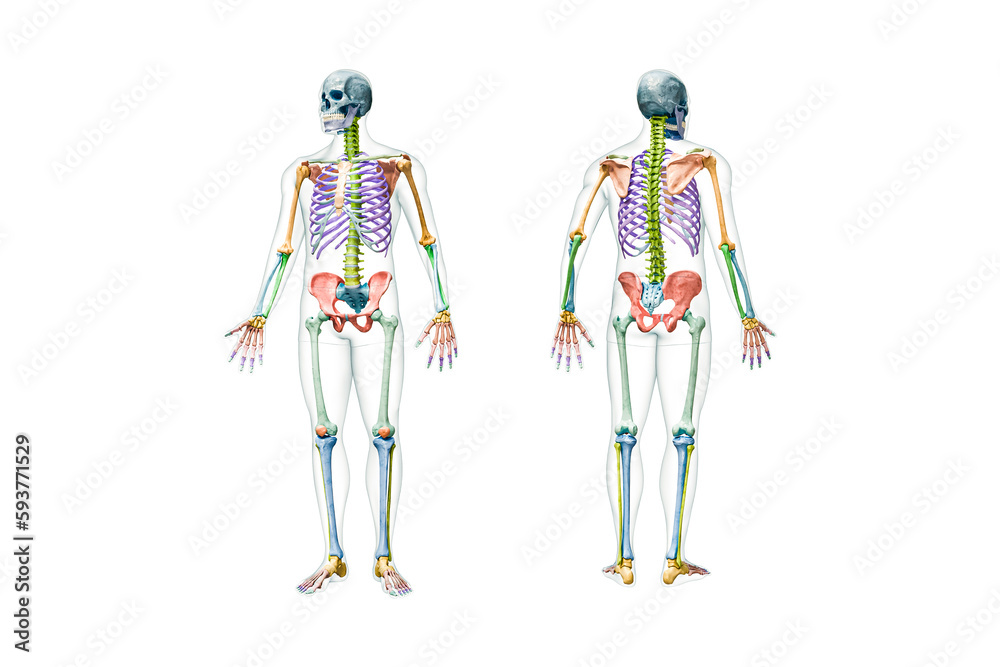 Front and back views of full human male skeleton with body 3D rendering illustration isolated on white with copy space. Anatomy or medical diagram with each bone or group of bones labeled with color. Front and back views of full human male skeleton with body 3D rendering illustration isolated on white with copy space. Anatomy or medical diagram with each bone or group of bones labeled with color.