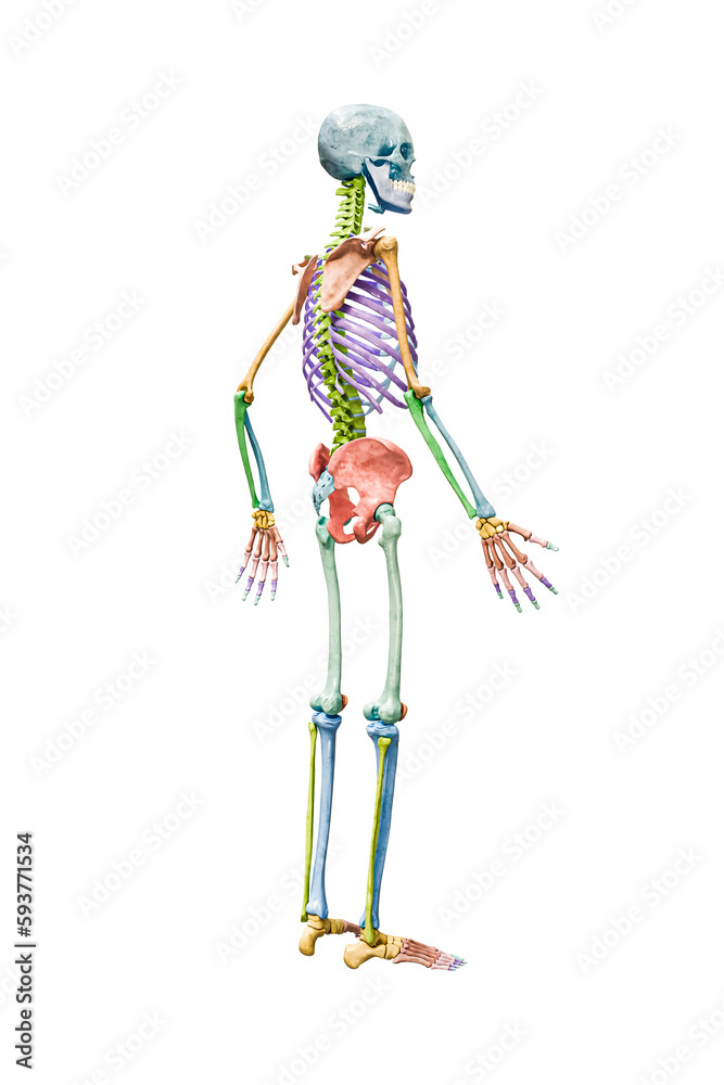 Middle ear, human Anatomy, human Skeleton, figure Drawing, skeleton, Anatomy,  bone, skull, fashion Illustration, human Leg | Anyrgb