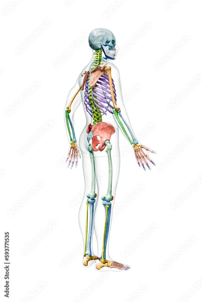 Profile view of the full human male skeleton with body 3D rendering illustration isolated on white with copy space. Anatomy or medical diagram with each bone or group of bones labeled with color. Profile view of the full human male skeleton with body 3D rendering illustration isolated on white with copy space. Anatomy or medical diagram with each bone or group of bones labeled with color.