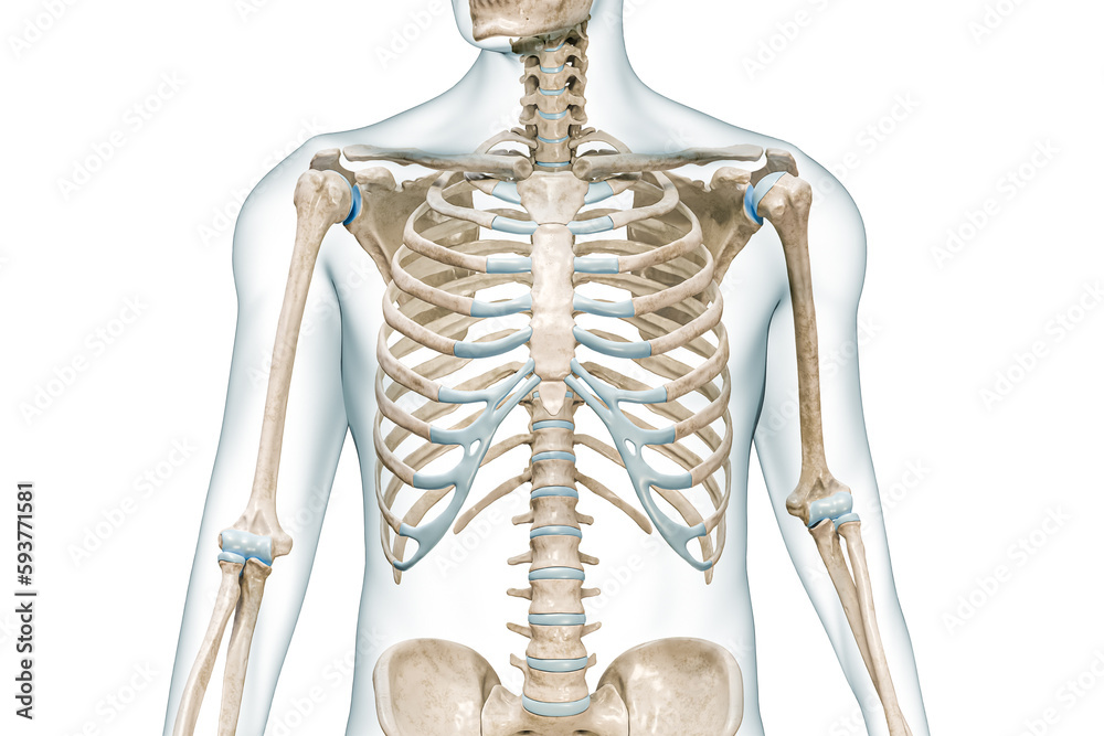 Rib cage bones with body front view close-up 3D rendering illustration isolated on white with copy space. Human skeleton anatomy, medical diagram, osteology, skeletal system, science, biology concept. - obrazy, fototapety, plakaty 