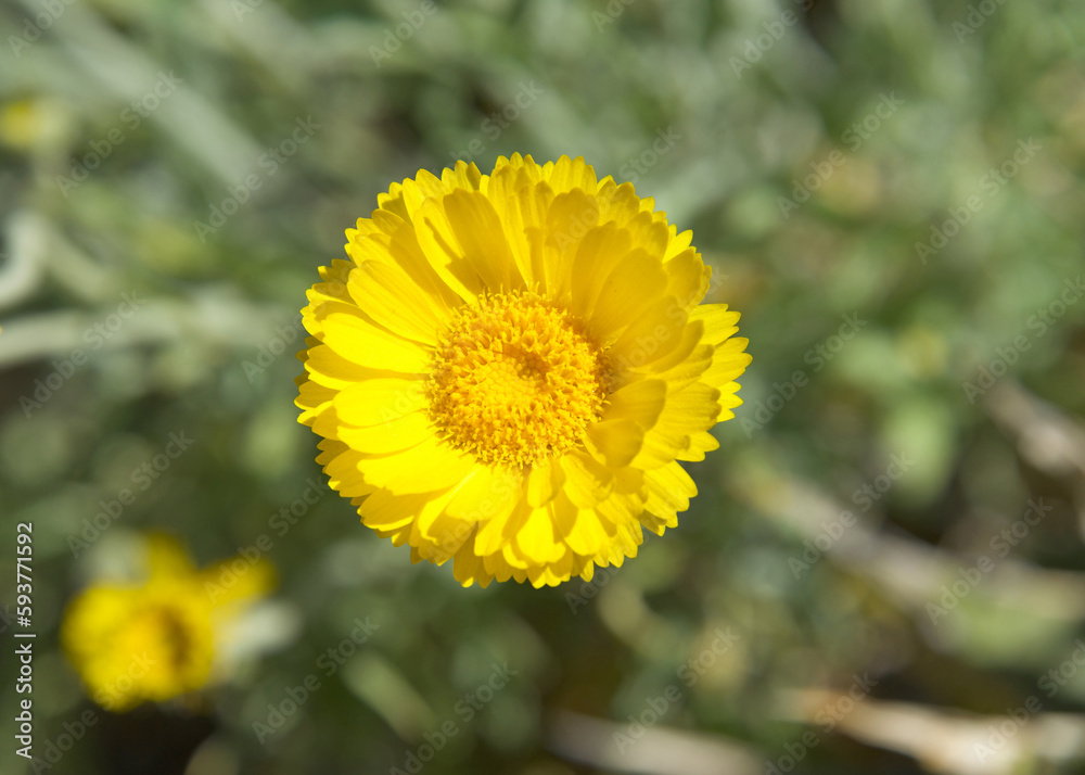 Paper Daisies, Bracteantha bracteata, a flower native to Western Australia. The petals on this flower are paper thin Paper Daisies, Bracteantha bracteata, a flower native to Western Australia. The petals on this flower are paper thin