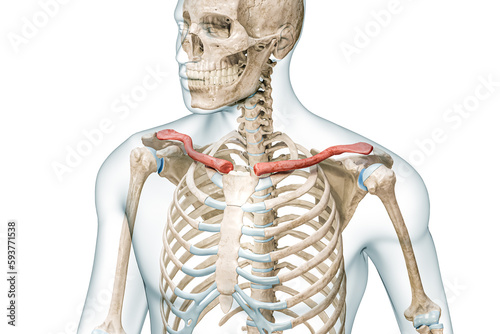 Quadro su tela Clavicle bones or collarbones in color with body 3D rendering illustration isolated on white with copy space