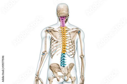 Cervical, thoracic and lumbar vertebrae in color back view with body 3D rendering illustration isolated on white with copy space. Human spine skeleton anatomy, medical diagram, skeletal system concept photo