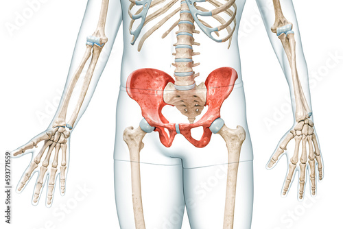 Male pelvis bones front view in red color with body 3D rendering illustration isolated on white with copy space. Human skeleton anatomy, medical diagram, osteology, skeletal system, science concepts.