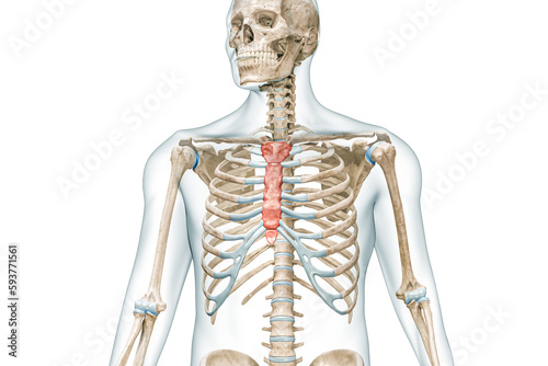 Tableau sur toile Sternum and manubrium bones in color with body 3D rendering illustration isolated on white with copy space