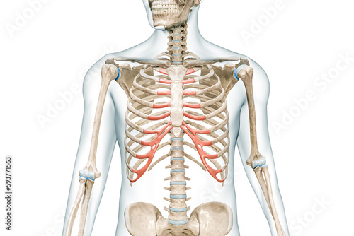 Принти на полотні Costal cartilage in red color with body 3D rendering illustration isolated on white with copy space