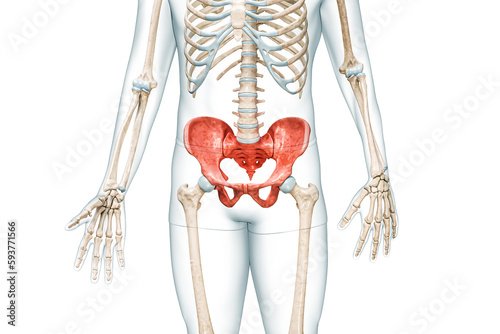 Εκτύπωση καμβά Pelvic girdle or pelvis, sacrum and coccyx bones in color with body 3D rendering illustration isolated on white with copy space