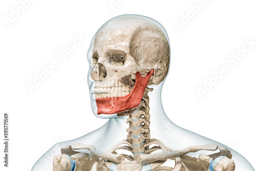 Mandible or lower jaw or Jawbone in red color with body 3D rendering illustration isolated on white with copy space. Human skeleton anatomy, medical diagram, osteology, skeletal system, concepts.