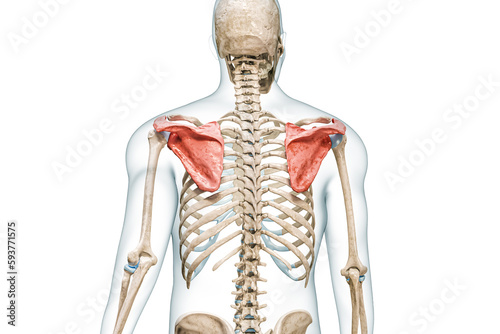 Scapula or shoulder blade bones in color with body 3D rendering illustration isolated on white with copy space. Human skeleton anatomy, medical diagram, skeletal system, science, biology concepts.
