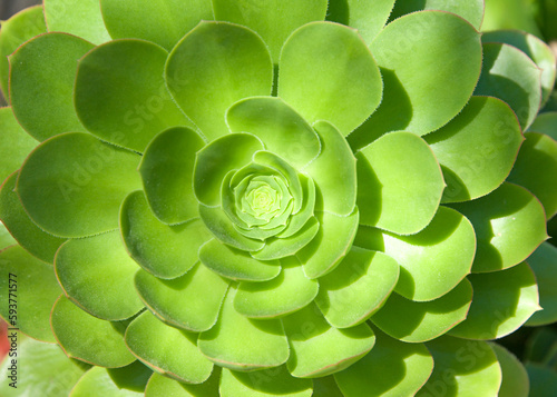 Close up on Sempervivum tectorum, the common houseleek, a species of flowering plant in the family Crassulaceae. a rosette-forming succulent evergreen perennial, spreading by offsets. photo