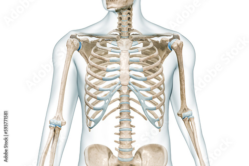 Rib cage bones with body front view close-up 3D rendering illustration isolated on white with copy space. Human skeleton anatomy, medical diagram, osteology, skeletal system, science, biology concept.