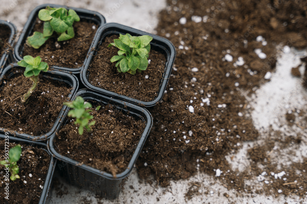 Potted seedlings Potted seedlings