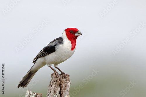 Red-cowled Cardinal (Paroaria dominicana), isolated perched on a fence under a blurred background