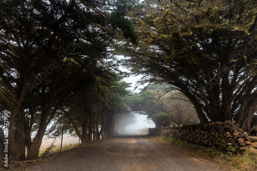 Foggy trees towards the juniper forest in El Hierro. Canary Islands photo