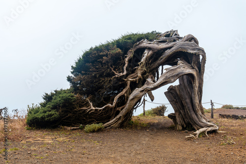 Sabinar tree twisted by the wind on the southwest coast of El Hierro. Canary Islands photo