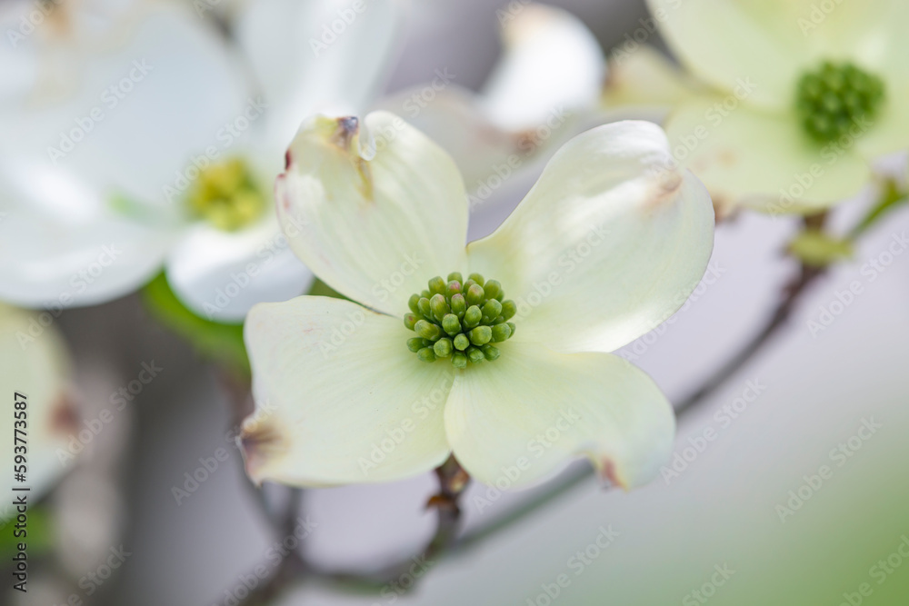 Obraz premium Dogwood Blossom With Shallow Depth of Field