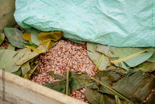 Cacao Fermentation