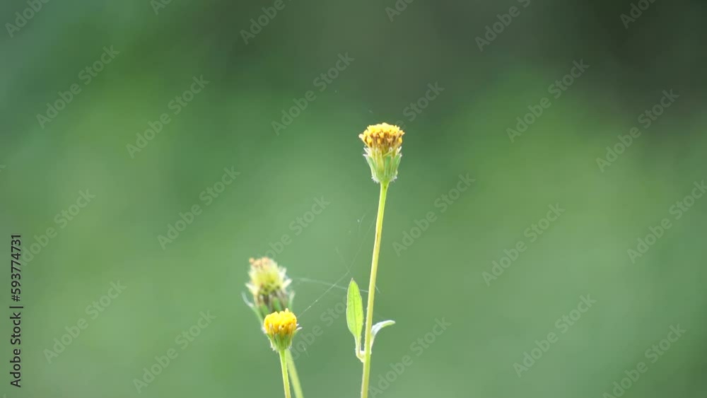 Bidens radiata plant. Bidens radiata is a species of flowering plant belonging to the family Asteraceae Bidens radiata plant. Bidens radiata is a species of flowering plant belonging to the family Asteraceae