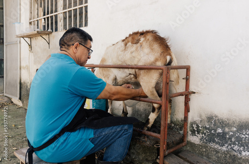 Man in a barnyard milking a goat.